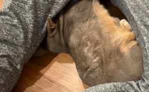 フィット！股の間で眠る愛猫