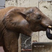 砥愛ちゃんのお転婆水浴び♪