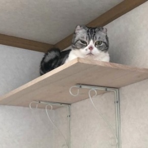 ８６４円で作る冬用キャットハウス 猫だらけ Powered By ライブドアブログ