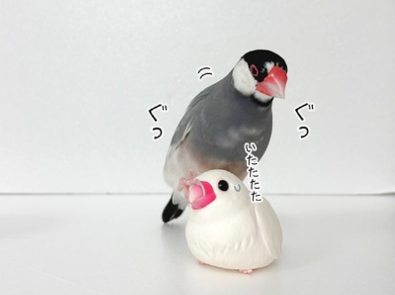 シロ子ちゃんの肩こり