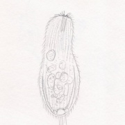 Prorodon or Holophrya　前口族繊毛虫