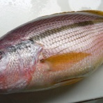 mimokasagoの「晴れの国」暮らし