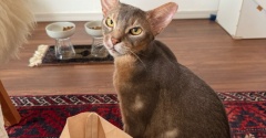 大きさを見誤る猫