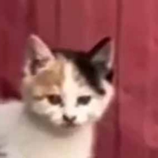 猫の動画 ねこわん！