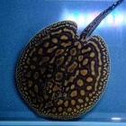 『11月6日(木)熱帯魚入荷情報①🐟』の画像