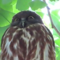 2026天然記念物大銀杏でアオバズクを撮る15🦉📸（足利市鑁阿寺）