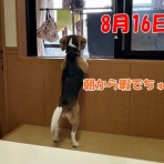 ガオだらけな日々　