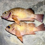 三浦半島週末磯釣りのブログblog