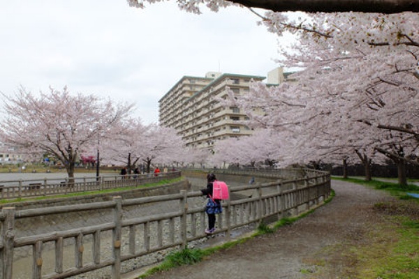 4 2 海老名 北部公園付近 桜 開花状況 満開 花ぽたカメラ