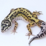 『【新入荷】スティーブ便レオパ』の画像