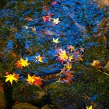 『紅葉狩りｽﾎﾟｯﾄ🍂『2025.11 岡山後楽園①』岡山市北区後楽園』の画像