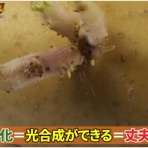 ノストラダムス予言研究家　ザール隊長