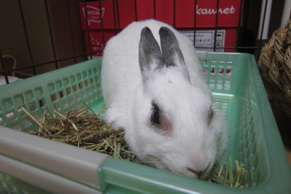 うさぎのきた道 ハゲ