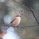 モズ螻蛄①ゲット