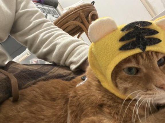 ベテラン子猫、再びセンシティブ　20251217