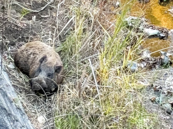 奈佐原で目撃されたイノシシ【たかつーフォト】