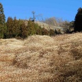 【群馬】黄金色に染まった雲海 屋敷山のミツマタ群生地(2026/3月再訪)
