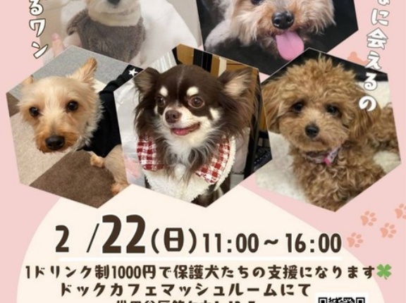 ミニ譲渡会のお知らせ❤️👍