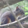 やっとリス撮れた6/06
