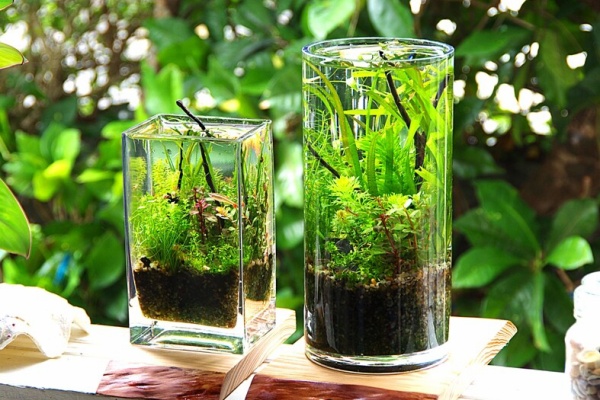 Nature ボトルアクアリウム作り 管理に必要な資材 器材 Sonoアクアプランツファーム水草情報局