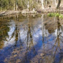 春を迎えるみくりやトンボ池。