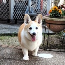 おやつ欲しいモード…