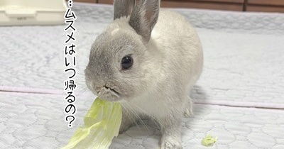 うさぎのルリ(6/18追記)
