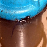 『現場でエゾサンショウウオ』の画像