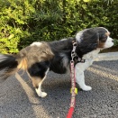 強風散歩 / 歩きたがらないのは何故？