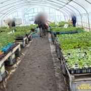 恵庭市のやしき花園さんで買ったお花と野菜の苗