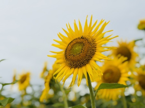 2026 大村市花リレー　ひまわり畑とコーヒーの花と（大村市寿古町他）