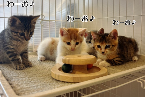 猫とお酒と日々のこと Powered by ライブドアブログ