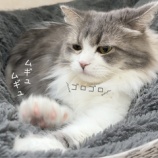 『ふかふか冬じたく、進行中🐾』の画像
