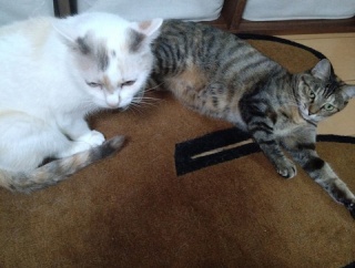 実物のﾈｺﾁｬﾝたちセカンド228