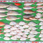 竹村貸舟店【高知県 浦ノ内湾～宇佐～須崎市横浪半島沖の船釣り】釣果情報 & ブログ