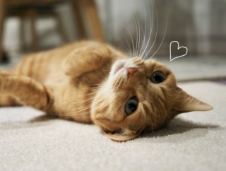 犬派の私を“猫好き”にした猫♪