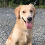 『【犬】ウィルくん（G.レトリバー）里親募集を開始しました』の画像