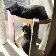【猫写真】タワーの上が気になるスミちゃん