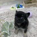 新人わんこ🐾ᵕ̈