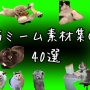 【悲報】猫ミームのブームが完全終了。