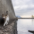 猫写真家・沖 昌之のブログ　野良ねこちゃんねる。　