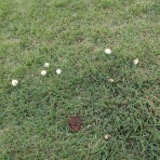 都心から郊外へ１２年目