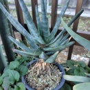 コニフェラ　でかくなった