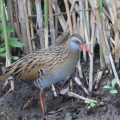 クイナの蔵出し画像14🦜（多々良沼公園）