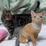 猫だらけ
