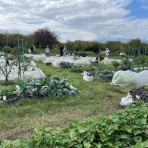 「はたけの学校」菜園日記