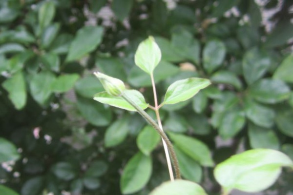 となりのにわ 青とんぼ