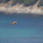 UYANのフィールドノート