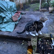 Maybe英国的ガーデニング