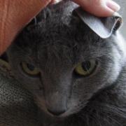 猫が寒いかどうかは猫の耳で確認します